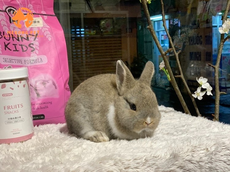 Tìm Hiểu Về Thỏ Lùn Hà Lan Netherland Dwarf